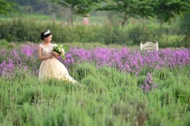 Ngắm vườn hoa oải hương giữa lòng Hà Nội