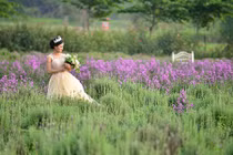 Ngắm vườn hoa oải hương giữa lòng Hà Nội