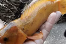 Người dân Vĩnh Long bắt được cá rô vàng óng