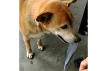 Chú chó giúp chủ nghèo bán vé số ở Cà Mau