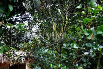 Bí lạ khổng lồ nặng hàng chục kg độc nhất Việt Nam 