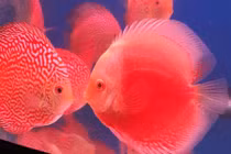 Kiếm trăm triệu mỗi năm từ nuôi cá dĩa