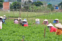 Ảnh: Phụ nữ nghèo đổ về đồng hoa làm thuê, kiếm tiền lo Tết
