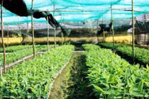 Vườn chuối già Nam Mỹ tốt um trên vùng đất phèn U Minh Hạ