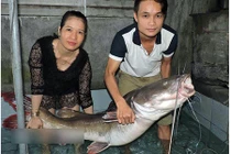 Bắt được cá lăng đuôi đỏ quý hiếm nặng nửa tạ trên sông Sêrêpốk