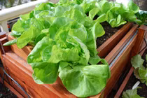 Cách đơn giản tự trồng xà lách tại nhà để ăn ngày Tết