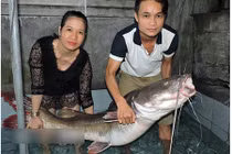 Bắt được cá lăng đuôi đỏ quý hiếm nặng nửa tạ trên sông Sêrêpốk