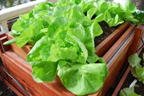 Cách đơn giản tự trồng xà lách tại nhà để ăn ngày Tết