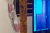 Kỳ lạ củ tam thất cổ dài 1 mét siêu hiếm ở Lai Châu