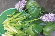 Người Hà Nội phát sốt với đặc sản... bèo tây khó kiếm