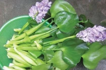 Người Hà Nội phát sốt với đặc sản... bèo tây khó kiếm