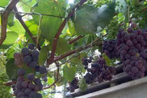 Lạ mắt nho dại vừa cho quả trĩu trịt vừa ra hoa tươi tốt