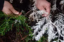 Bí ẩn loài cây sống không cần quang hợp trong rừng