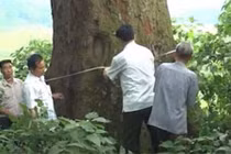 Cây Lim 1.000 tuổi ở Bắc Giang trở thành cây di sản