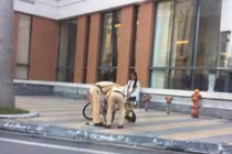 CSGT sửa xe đạp cho 2 em nhỏ giữa trưa nắng gây xúc động