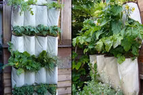Độc đáo trồng rau sạch bằng túi vải
