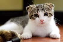 Top 9 giống mèo đắt nhất thế giới 