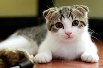 Top 9 giống mèo đắt nhất thế giới 