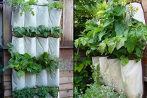 Độc đáo trồng rau sạch bằng túi vải