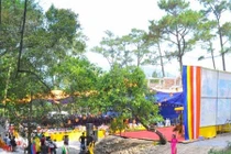 Bí ẩn vườn “quýt trời” thần bí chim không dám ăn quả