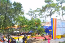 Bí ẩn vườn “quýt trời” thần bí chim không dám ăn quả