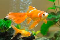 Cách trang trí nhà bằng vật phẩm phong thủy giúp vợ chồng hạnh phúc