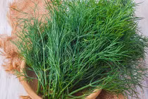 Công dụng phòng bệnh bất ngờ của cây thì là