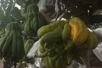 Thu nhập tiền tỷ mỗi năm nhờ trồng phật thủ bonsai