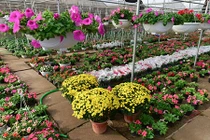 Chùm ảnh: Làng hoa đẹp ít người biết ở Hưng Yên