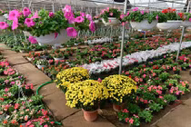 Chùm ảnh: Làng hoa đẹp ít người biết ở Hưng Yên