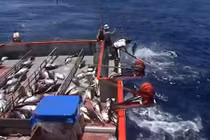 Choáng màn câu cá ngừ “siêu tốc” của ngư dân Australia