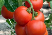 Choáng váng với năng suất giống cà chua bạch tuộc