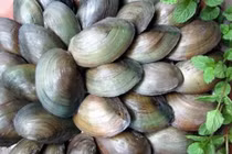 Bí quyết giúp bạn không ăn phải trai hến nhiễm độc