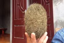 "Trứng vàng” đồn giá hàng chục tỷ: “Khả năng nhân tạo“