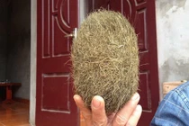 "Trứng vàng” đồn giá hàng chục tỷ: “Khả năng nhân tạo“