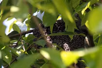 Hơn nửa chỉ vàng chưa chắc mua được một lít mật ong rú