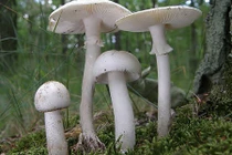 Ngắm nghía loài nấm ăn vào chết ngay ở Việt Nam