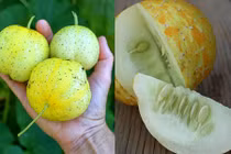 Khám phá top 10 loại dưa chuột kỳ lạ nhất hành tinh