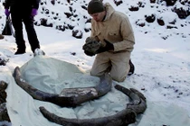 Tình cờ phát hiện ngà voi ma mút khổng lồ 10.000 năm tuổi