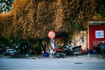 “Bão” mạng cây hoa giấy bỗng chuyển màu vàng ở HN