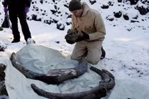 Tình cờ phát hiện ngà voi ma mút khổng lồ 10.000 năm tuổi