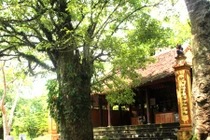 Độc đáo ngôi đình cổ giữa quần thể lộc vừng cổ thụ