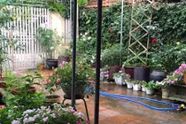 Vườn hồng đẹp tựa châu Âu trước nhà dân Hà Tĩnh