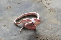 Rắn bạch tạng xuất hiện khiến người dân Nghệ An lo lắng