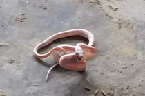 Rắn bạch tạng xuất hiện khiến người dân Nghệ An lo lắng