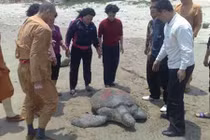 Giật mình chuyện động vật báo ơn con người