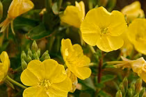 Top 10 loài hoa chỉ nở về đêm đẹp nhất trên thế giới 