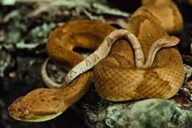 Rắn cực độc với nhát cắn khiến nạn nhân tan xương nát thịt