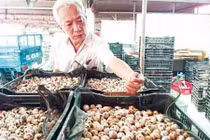 Trứng cút sạch đóng hộp... sang Nhật