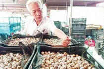 Trứng cút sạch đóng hộp... sang Nhật